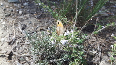 Pyronia cecilia