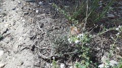Pyronia cecilia