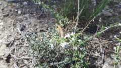 Pyronia cecilia