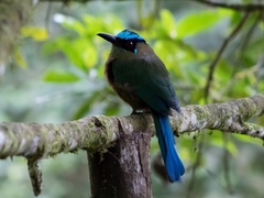 Momotus aequatorialis