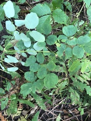 Thalictrum pubescens