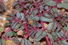 Euphorbia peplis