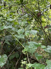 Fallopia scandens