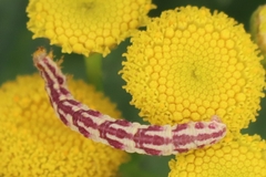 Eupithecia centaureata