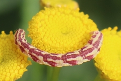 Eupithecia centaureata