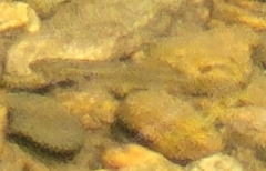 Fundulus diaphanus
