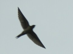 Hirundo rustica erythrogaster