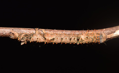 Catephia natalensis