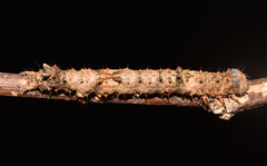 Catephia natalensis