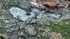 Biscogniauxia atropunctata