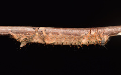 Catephia natalensis