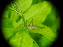Conocephalus cinereus