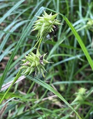 Carex grayi