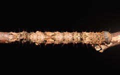 Catephia natalensis