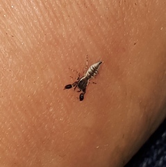 Cheliferoides segmentatus