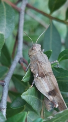 Oedipoda caerulescens