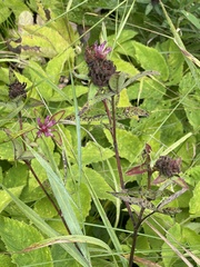 Trifolium alpestre