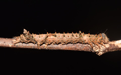 Catephia natalensis