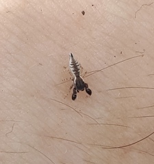 Cheliferoides segmentatus