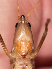 Neoconocephalus triops