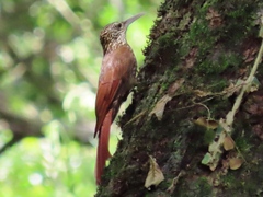 Xiphorhynchus flavigaster