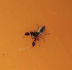 Cheliferoides segmentatus