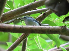 Polioptila bilineata