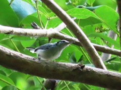 Polioptila bilineata