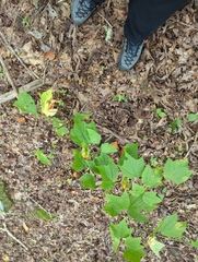 Acer nigrum