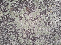 Protoparmeliopsis muralis