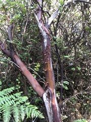 Arctostaphylos columbiana