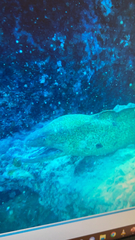 Gymnothorax javanicus