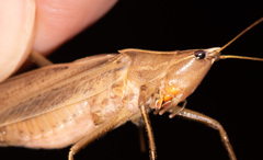 Neoconocephalus triops