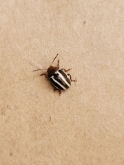 Calligrapha bidenticola