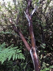Arctostaphylos columbiana
