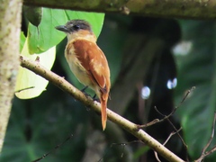 Pachyramphus aglaiae