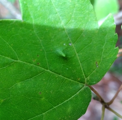 Diaspidiotus liquidambaris