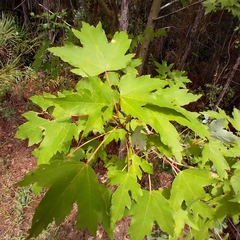 Diaspidiotus liquidambaris