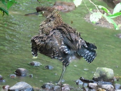 Tigrisoma mexicanum