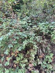 Rubus ursinus