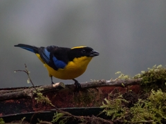 Anisognathus somptuosus