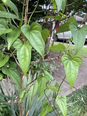 Dioscorea polystachya