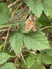 Rubus ursinus