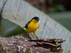 Anisognathus somptuosus