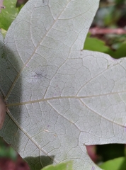 Diaspidiotus liquidambaris