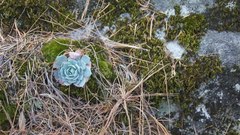 Echeveria secunda
