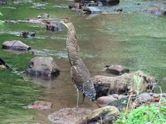 Tigrisoma mexicanum