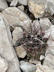 Hamatocactus hamatacanthus hamatacanthus
