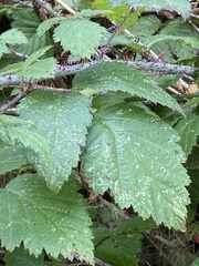 Rubus ursinus