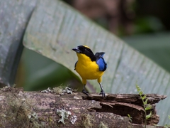 Anisognathus somptuosus